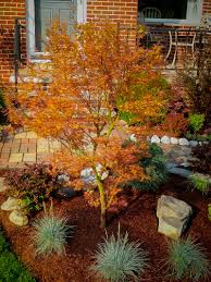 This is one of the few truly weeping japanese maples. Bonfire Japanese Maple Trees For Sale Online The Tree Center