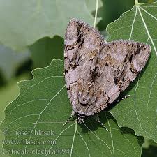 Image result for Catocala electa