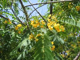 Image result for Tipuana