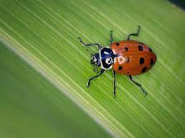 People have asked why i don't do anything about the aphids on my grapes. How To Attract Ladybugs