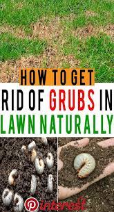 Get info from multiple sources. How To Get Rid Of Grubs In Lawn Naturally Grubs Refer To The Small Worm Like Larvae Of Various Insects Such As European Chafer Garden Grubs Lawn Garden Pests