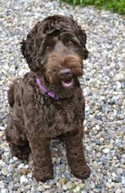 Atle aasterud on kamerablindtest med apple, asus, oneplus, sony, samsung og xiaomi spennende å se resultatet. 21 Future Dog Ideas Australian Labradoodle Puppies Labradoodle