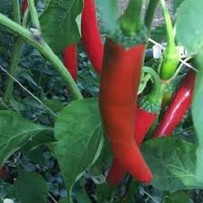 Top produkte von red chili jetzt beim outdoorprofi bestellen! Korean Chilli Flakes Gochugaru Spice Mountain