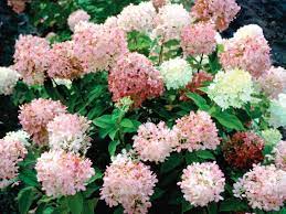 Click over to this post to see if i had success in turning my hydrangeas pink. Pink Hydrangea Diy
