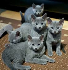 Gorgeous Russian Blue Babies Cats Russian Blue Blue Cats