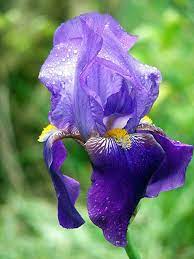 Bearded Iris Iris Flowers Flowers Growing Irises