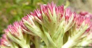 Image result for Crassula alba