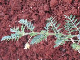 Image result for Tribulus excrucians