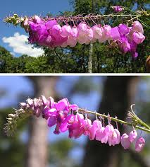 Image result for Polygala virgata
