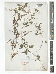 Image result for Indigofera subulata