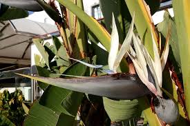Image result for Strelitzia alba