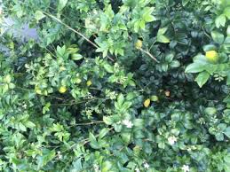 Murraya makes a brilliant hedge, becoming a small tree up to 4m tall or it could be clipped into formal forms. Struggling Murraya Helpfulgardener Com