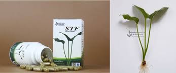 Terdapat beberapa kajian serta tesis. Khasiat Keladi Penawar Kanser Malaysia Keladi Tikus Hq Facebook