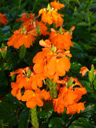 Image result for Crossandra fruticulosa