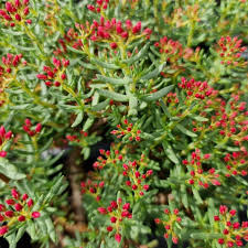 Image result for Crassula sarcocaulis