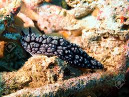 We did not find results for: Immagini Stock Lumache Di Mare Del Sud Cinese Del Mare Image 21133761