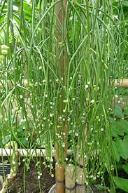 Image result for Rhipsalis baccifera