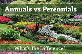 Every Gardener Needs To Know The Difference Between Annuals And Perennials So What Is An Annual What Is A Annuals Vs Perennials Perennials Flowers Perennials