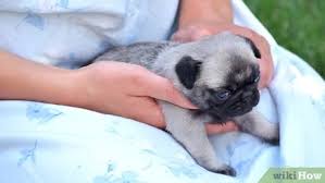 You can bathe your puppy with any shampoo but it is not recommende because. 3 Ways To Bathe A Newborn Puppy Wikihow