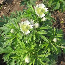 Image result for Aneilema chrysopogon