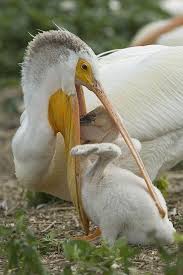 Bird With Big Mouth Name Pin On Birds