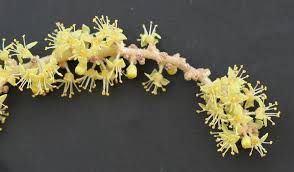 Image result for Lannea asymmetrica