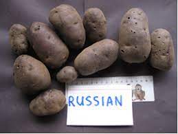 Russian Blue Heritage Potatoes Canada