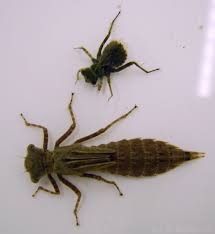 Image result for Libellulidae