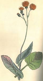 Image result for Emilia caespitosa