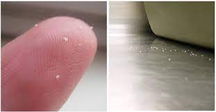 They are small and appear white or translucent. Pin On Fleas Control Hacks
