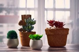 These plants aren't exotic or hard to find. Free Photo Beautiful House Plants In Flower Pots On The Table