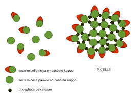 Most dairy products contain casein, but not all. Casein Wikipedia