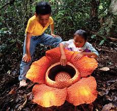 The Largest Flower On Earth Rafflesia Arnoldii Wowshack