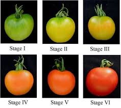 Ripening Stages Of Tomato Download Scientific Diagram