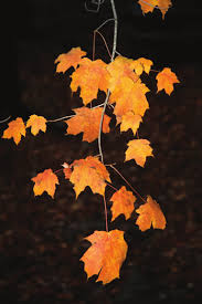 stewardship report 2010.indd 1 8/31/2010 11:06:15 AM