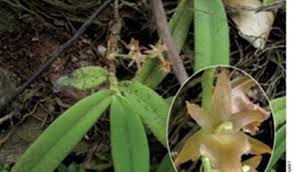 Image result for Diaphananthe