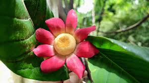 Image result for Uvaria