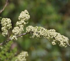 Image result for Gymnosporia buxifolia