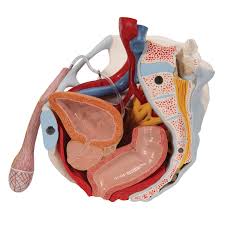 The broad ligament is subdivided into the following: Pelvis Skeleton Model Male 7 Part 3b Scientific 1013282 H21 3