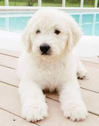 English Cream Goldendoodle Puppy Goldendoodle Puppy Puppies Cute Dogs