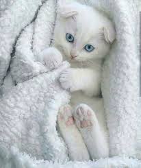 Caes E Gatos Mais Fofos Do Mundo Click The Link To Check Out Great Cat And Human Products Kittens Cutest Cute Cats Cats