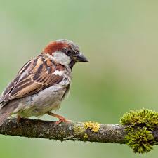 Sparrows may be tiny, but their symbolic meaning and aesthetic impact are large. The Meanings Behind Sparrow Tattoos What Do They Symbolize