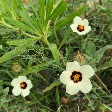 Image result for Hibiscus tridactylites