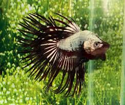 What is a dragon scale? Dragon Scale King Crowntail Betta