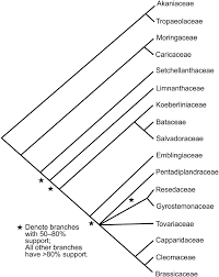 Image result for Pentadiplandraceae