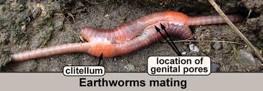 Any schoolyard in hawaii's tropical climate can. If You Want To See A Worm Giving Birth The Knot Community