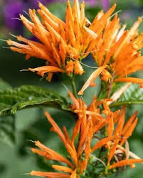 Image result for Justicia phyllostachys