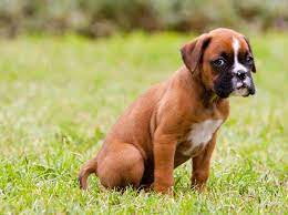 Check spelling or type a new query. Erziehung Von Boxer Welpen Tipps