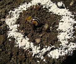 Diatomaceous earth has many practical applications in the home. How To Get Rid Of Slugs With Diatomaceous Earth