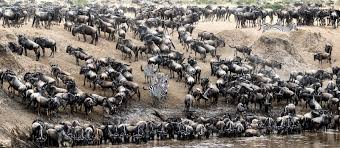 For short safaris, nairobi safari park in kenya is a visitors haven. Kenya Or Tanzania Which Wilderness Safari Should You Choose
